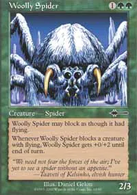 Woolly Spider